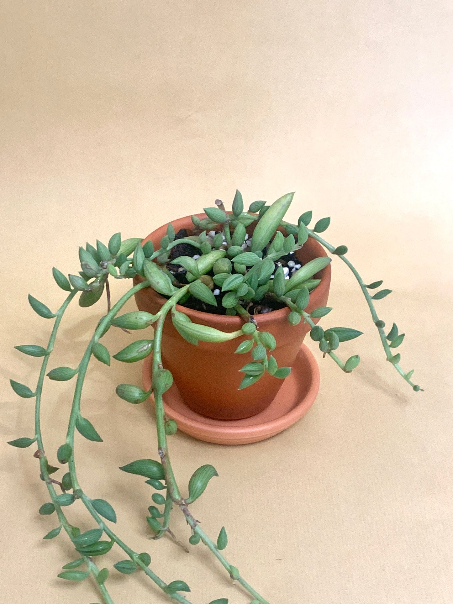 Senecio radicans Vaso 10