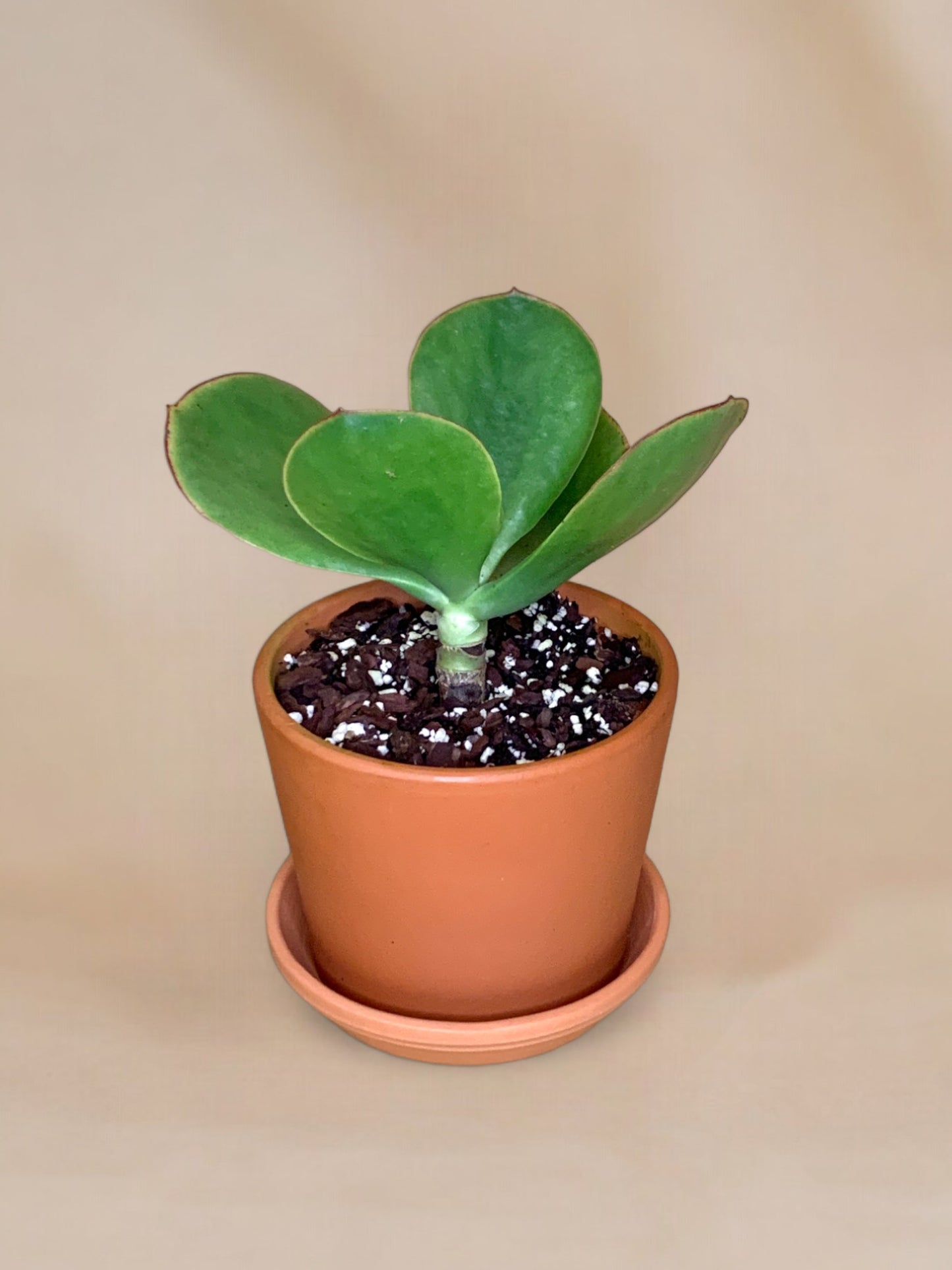 Cotyledon orbiculata 'Macrantha' Vaso 14