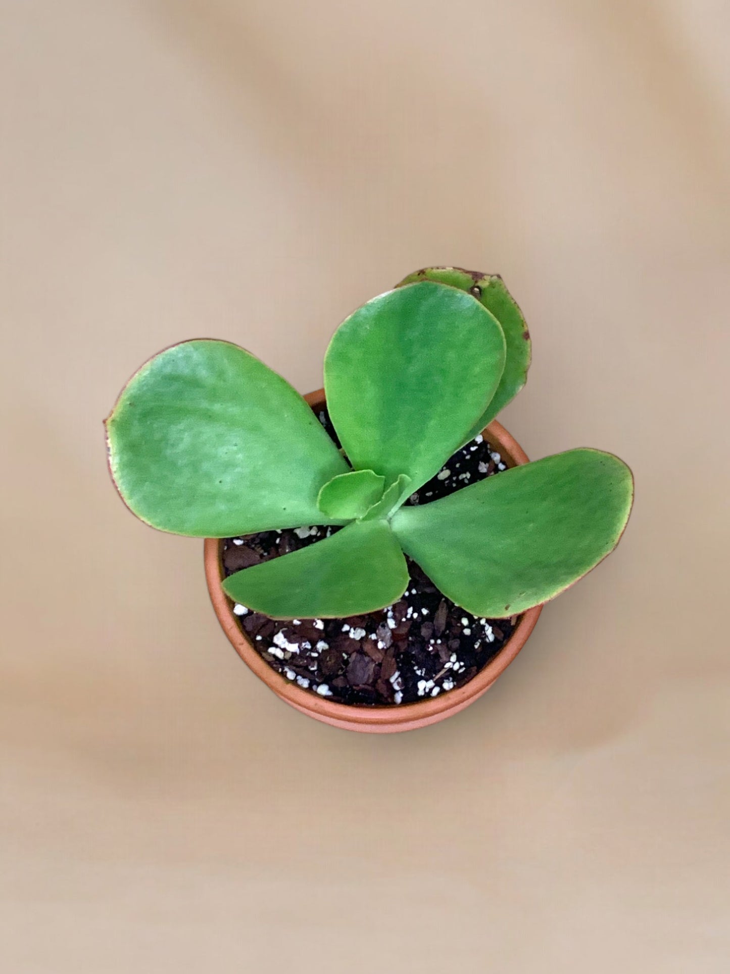 Cotyledon orbiculata 'Macrantha' Vaso 14