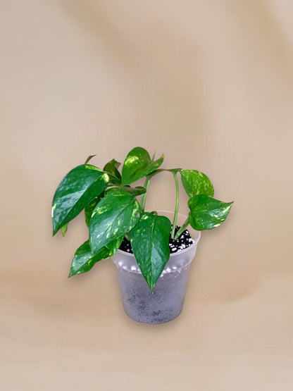 Epipremnum aureum vaso 11