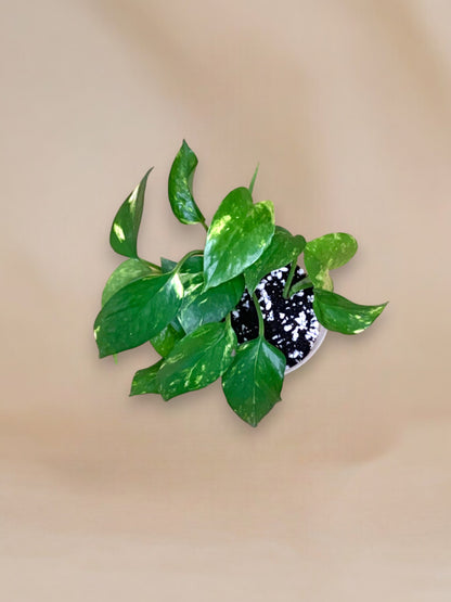 Epipremnum aureum vaso 11
