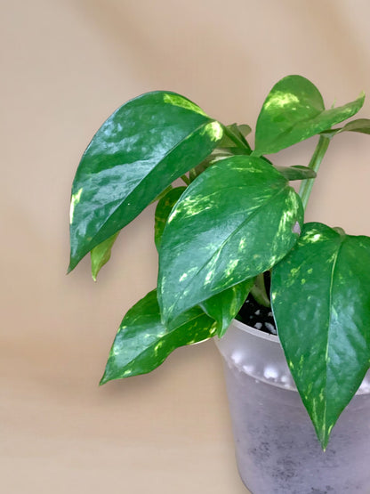 Epipremnum aureum vaso 11