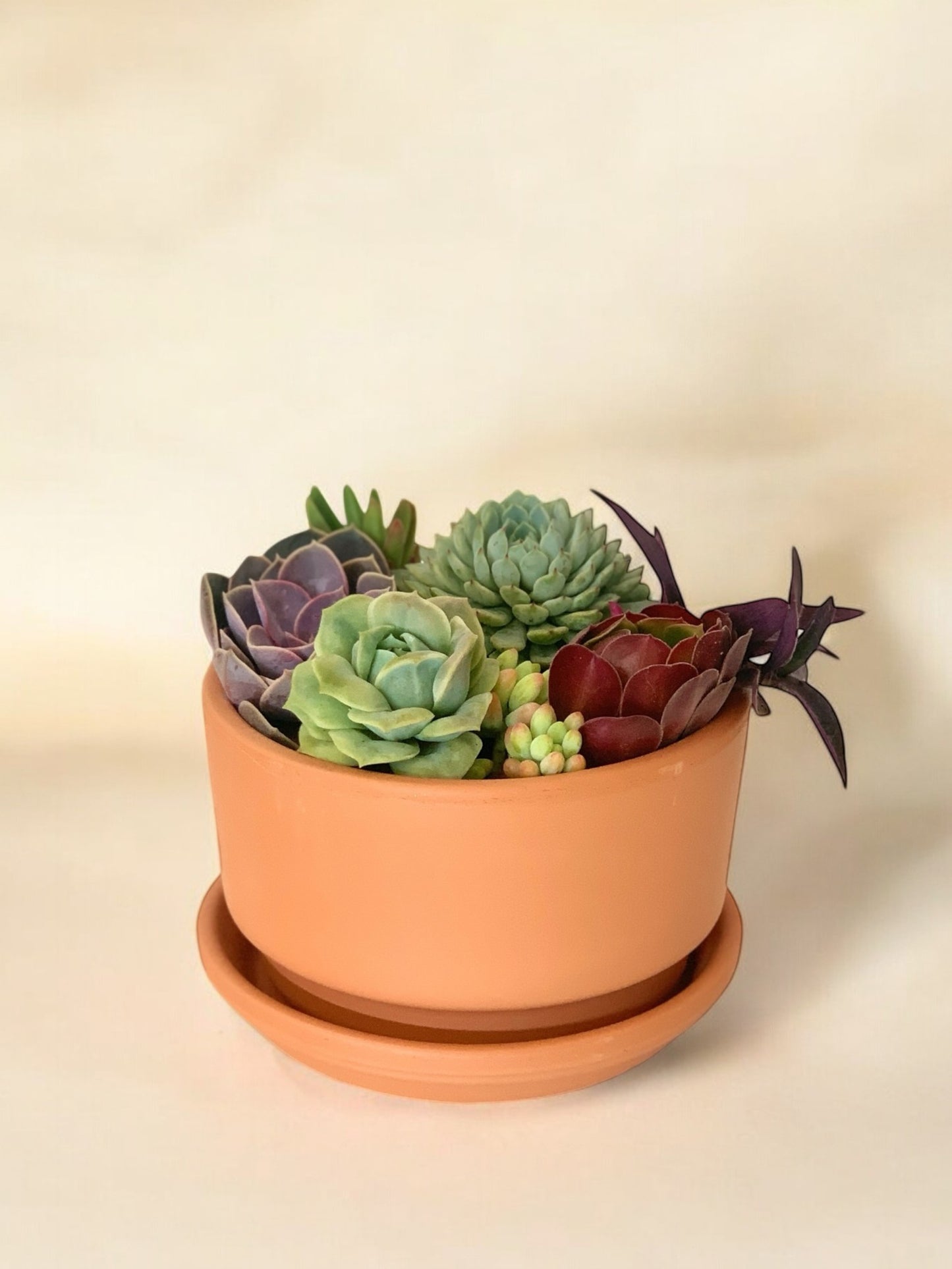 Mini-jardim taça pequena