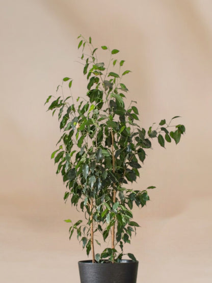 Ficus benjamina