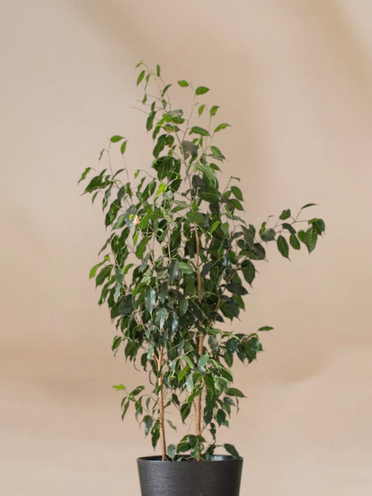 Ficus benjamina