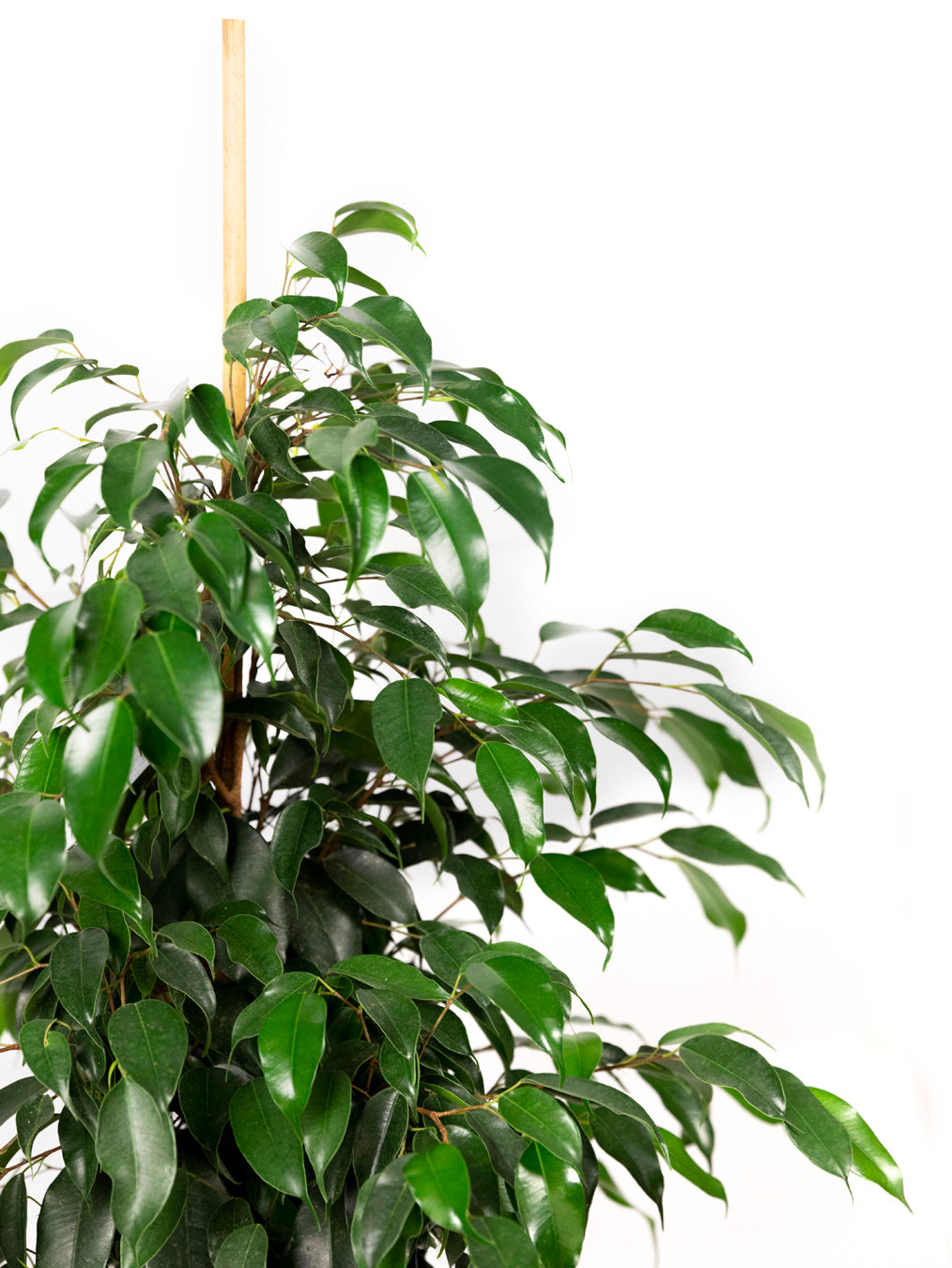 Ficus benjamina