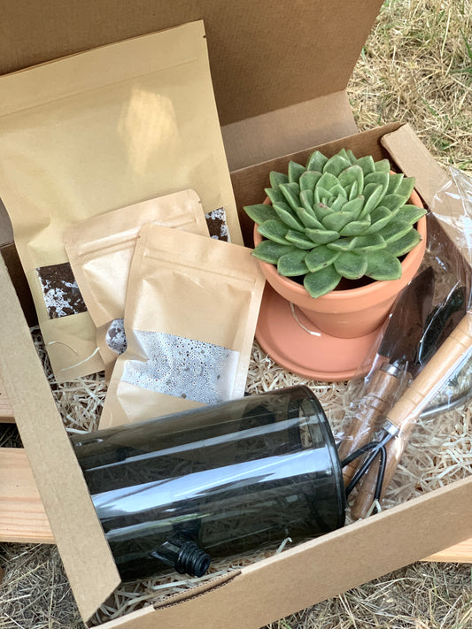 Kit Primeira Planta