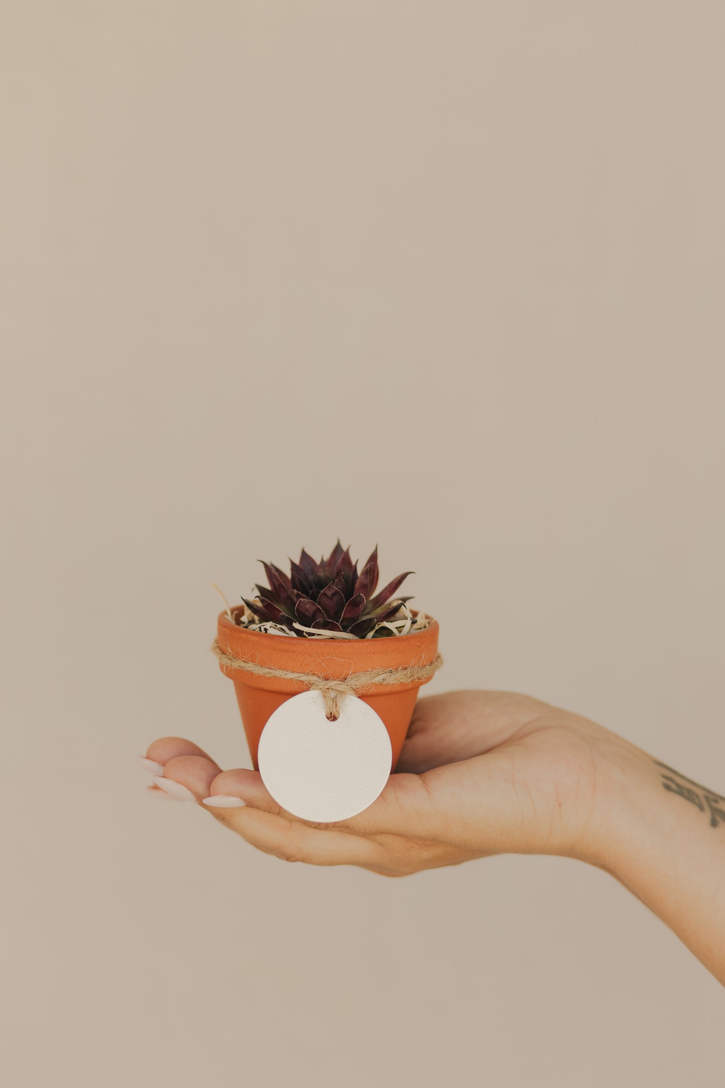 Mini suculenta