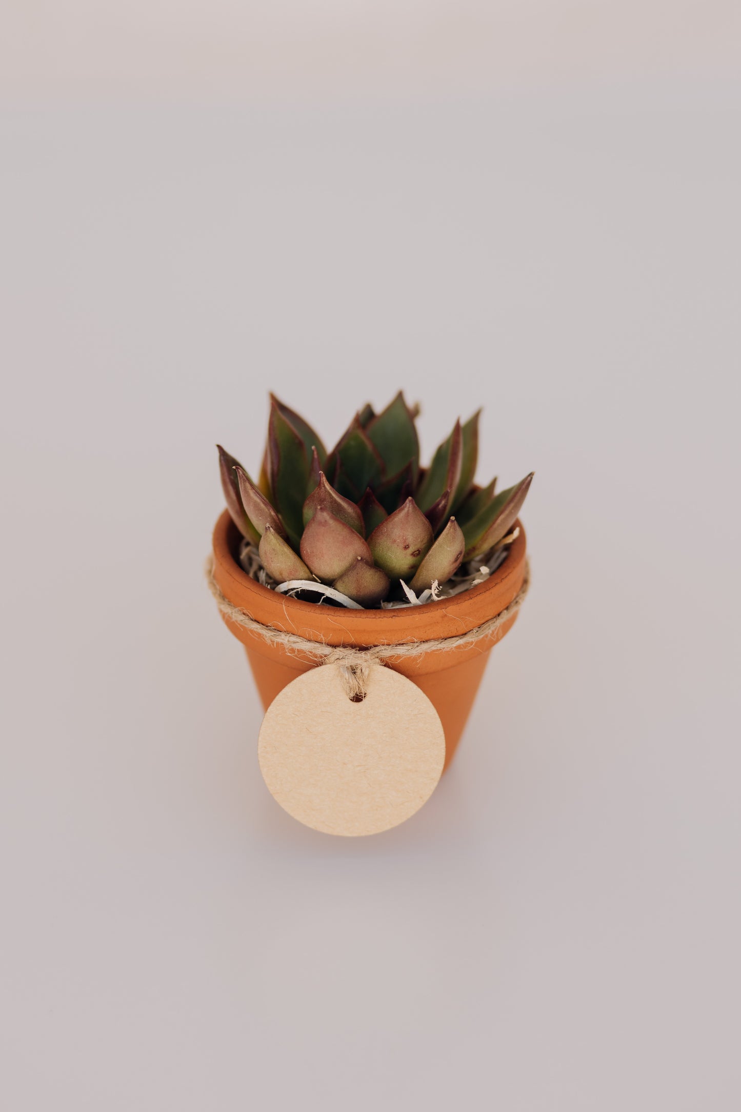 Mini suculenta
