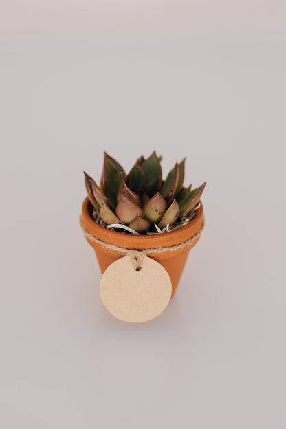 Mini suculenta