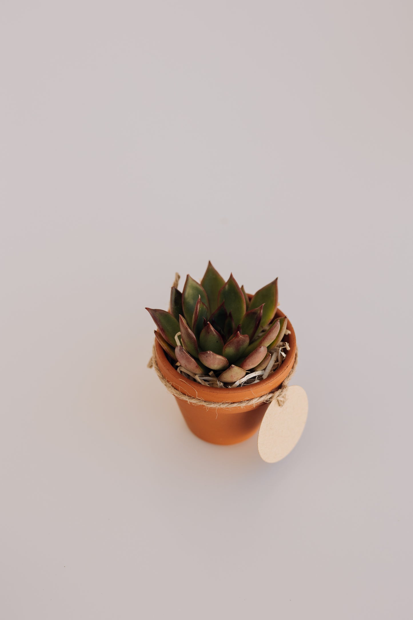 Mini suculenta