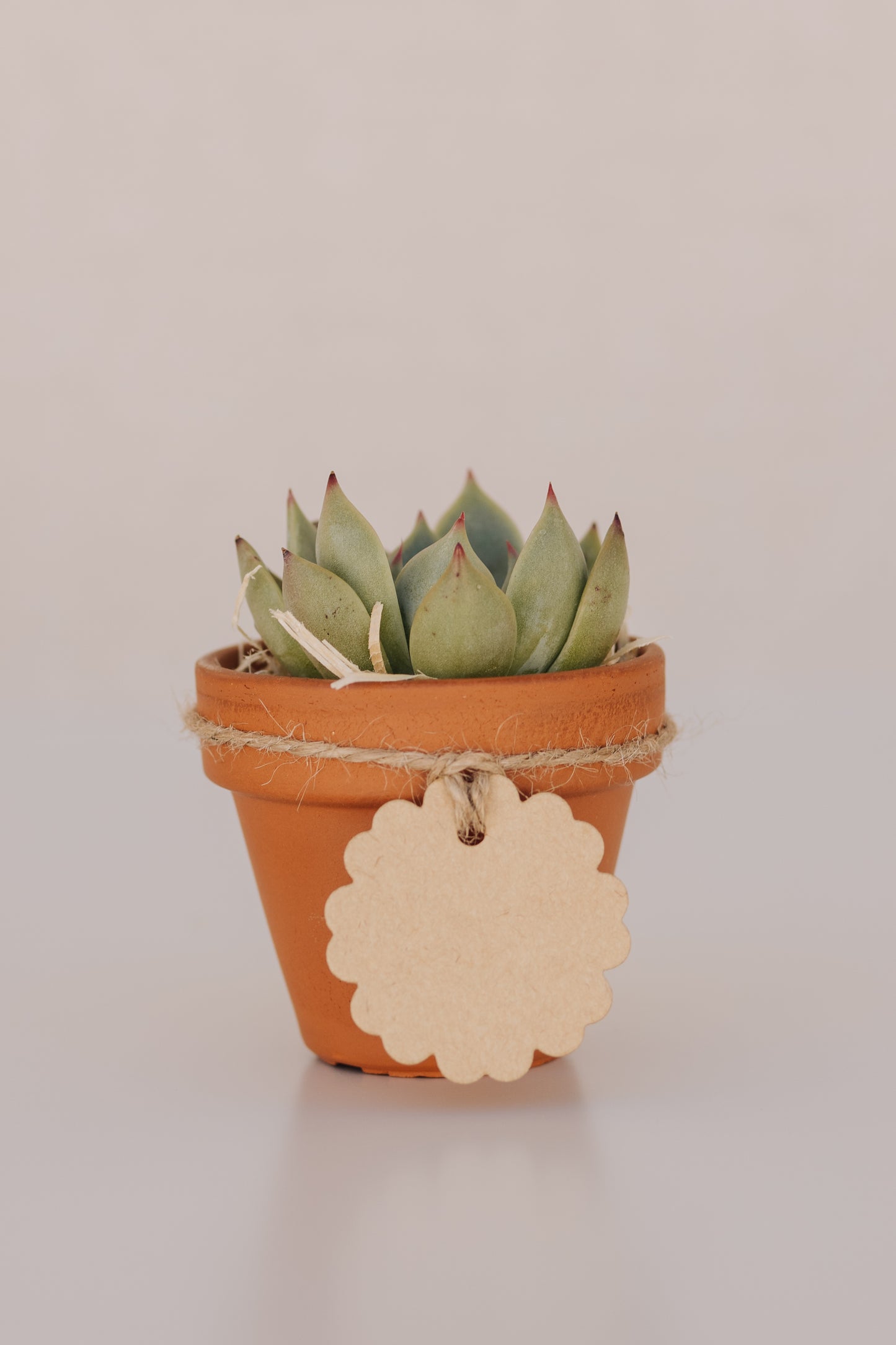 Mini suculenta