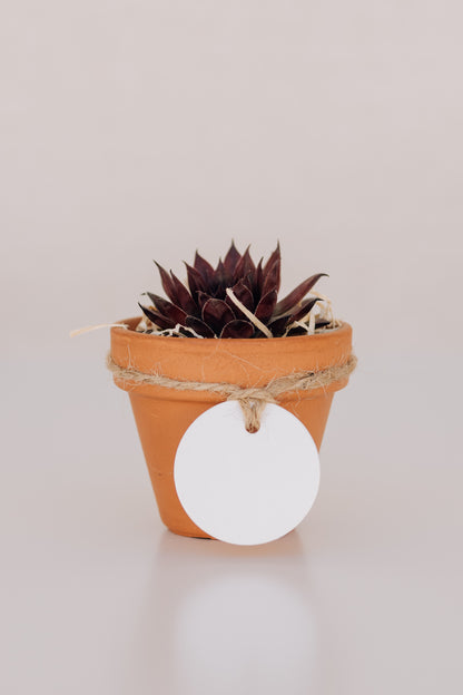 Mini suculenta