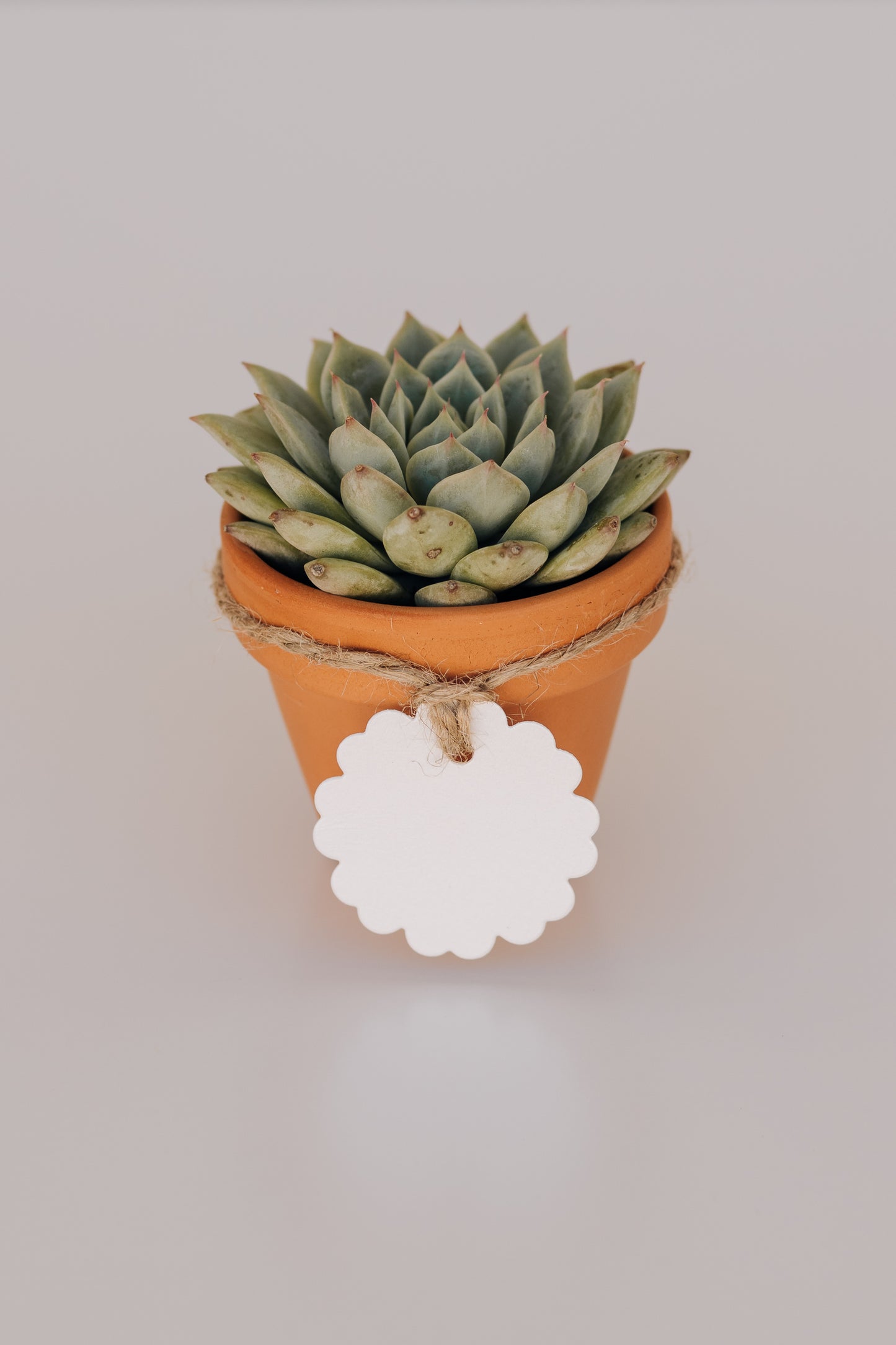 Mini suculenta