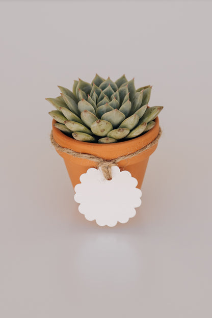 Mini suculenta