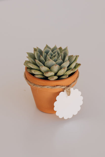 Mini suculenta