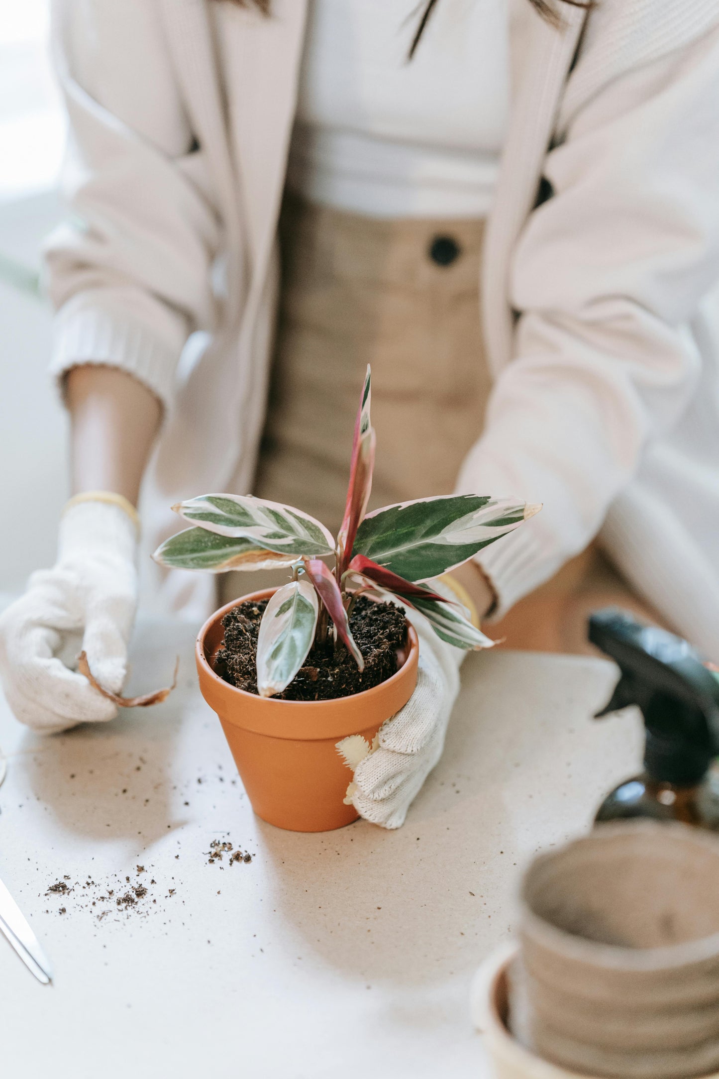 Calathea Triostar