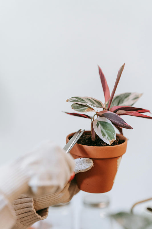 Calathea Triostar