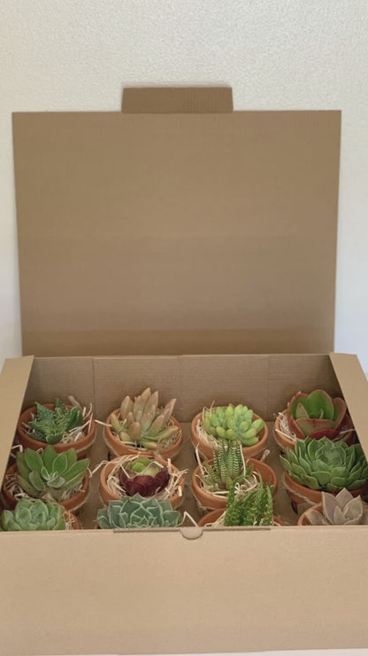 Mini suculenta